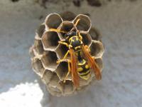 アシナガバチの女王蜂と巣