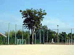 エノキの大木の写真