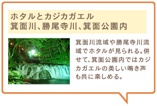 ホタルとカジカガエル　箕面川、勝尾寺川、箕面公園内　箕面川流域や勝尾寺川流域でホタルが見られる。併せて、箕面公園内ではカジカガエルの美しい鳴き声も共に楽しめる。