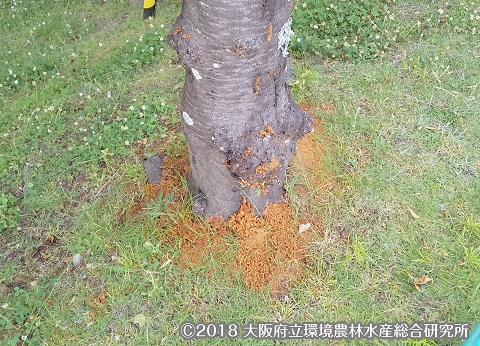 フラスの発生した樹木