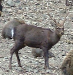 sika