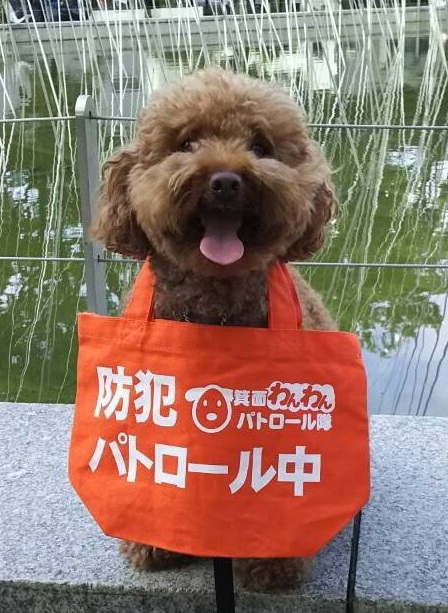 パトロール後の犬