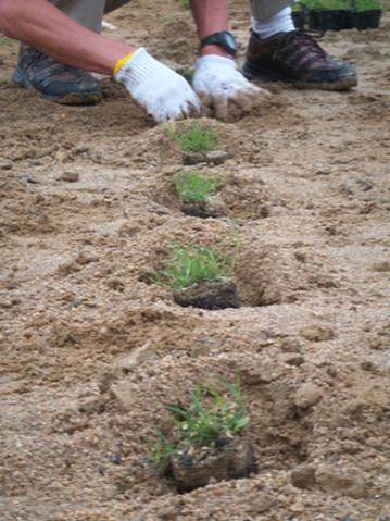 鳥取方式植え付け