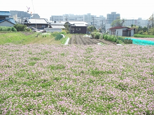 レンゲ畑