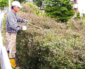 植木剪定作業の様子