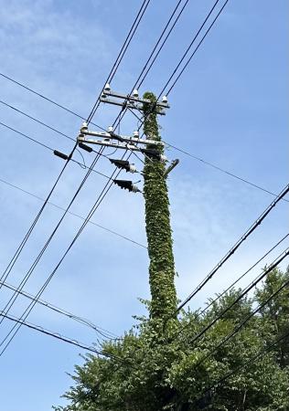 電柱