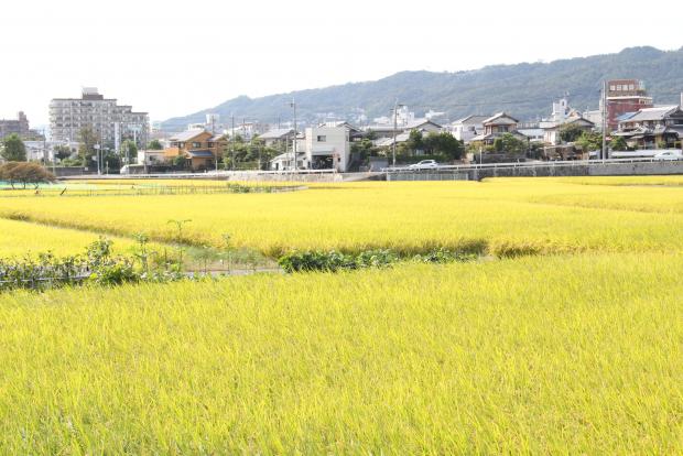 農地風景