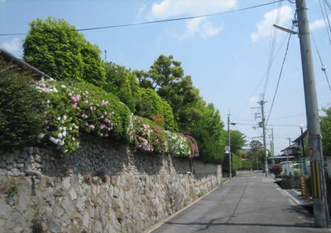 箕面3丁目桜通りから一筋北側の垣根のツツジ