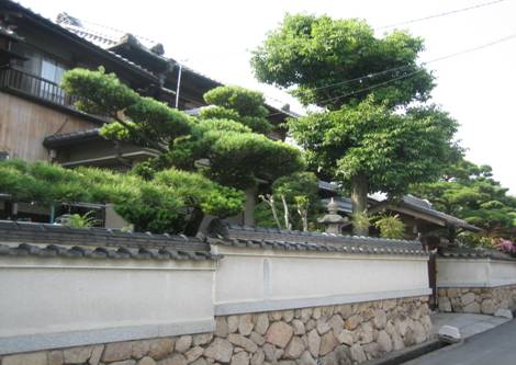 萱野3丁目（旧街道沿い）塀越しに前栽のみどり