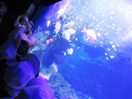 京都水族館1