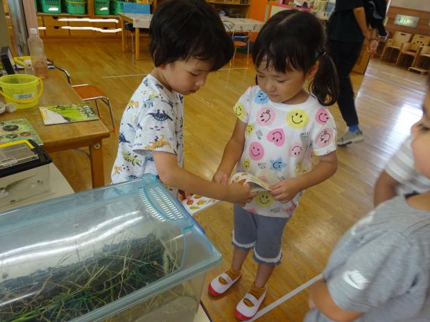 捕まえた虫を図鑑で確認しているところ