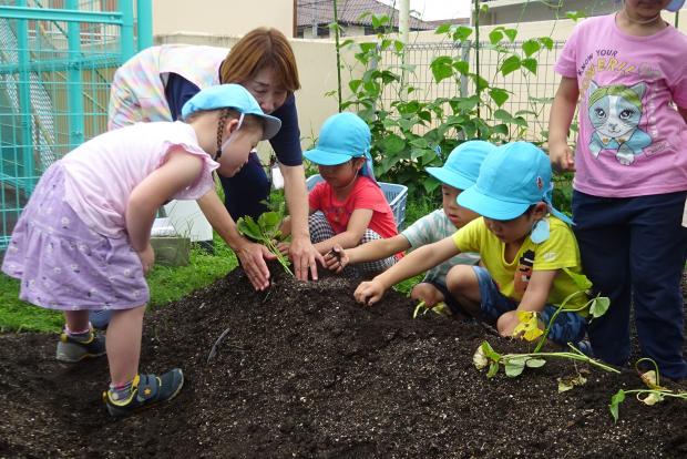 苗を植えているところ