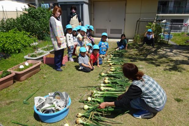 収穫したタマネギを並べているところ